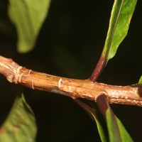 Barringtonia racemosa (L.) Spreng.